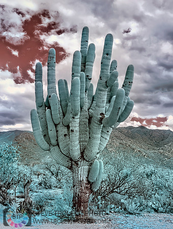 Saguaro Cactus - Arizona - INFRARED