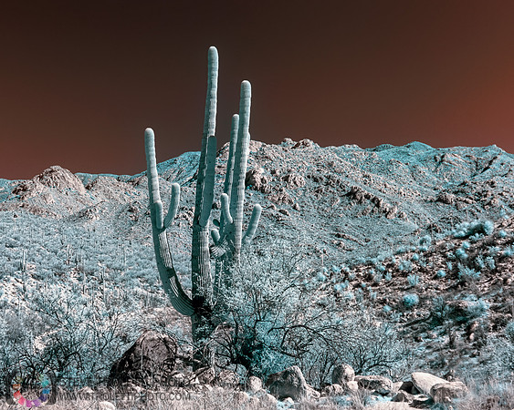 Saguaro Cactus - Arizona - INFRARED