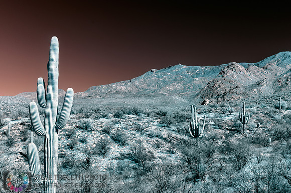 Saguaro Cactus - Arizona - INFRARED