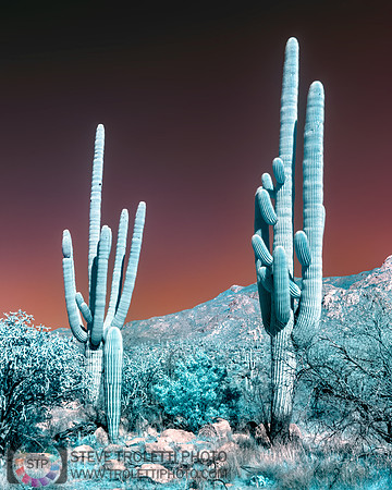 Saguaro Cactus - Arizona - INFRARED