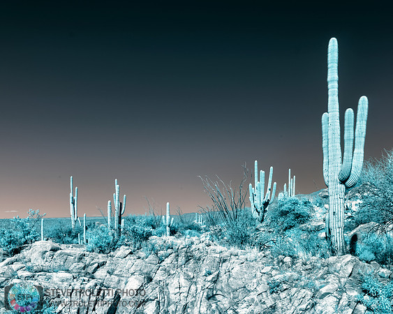 Saguaro Cactus - Arizona - INFRARED