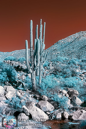 Saguaro Cactus - Arizona - INFRARED