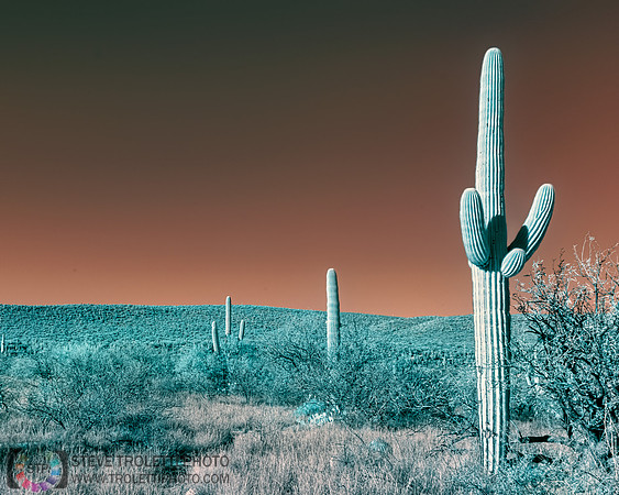 Saguaro Cactus - Arizona - INFRARED