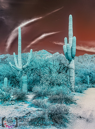 Saguaro Cactus - Arizona - INFRARED