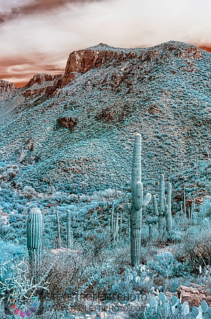 Saguaro Cactus - Arizona - INFRARED