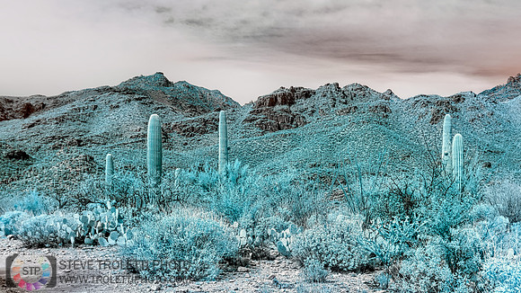 Saguaro Cactus - Arizona - INFRARED