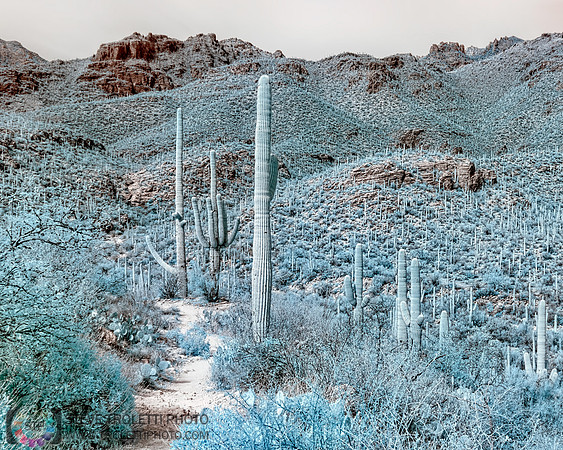 Saguaro Cactus - Arizona - INFRARED