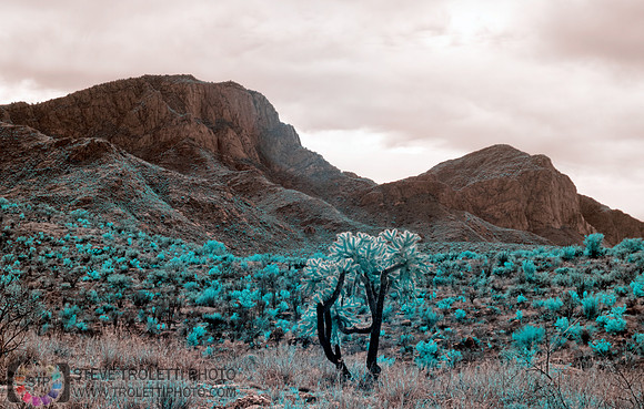 Staghorn Cholla Tree - Desert Landscape with mountains - IR
