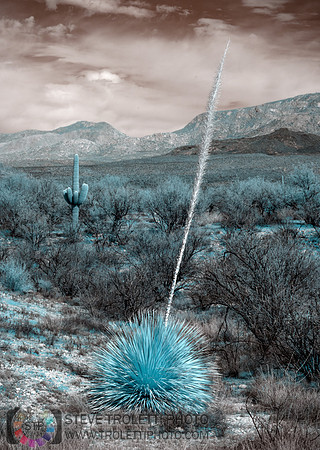 Desert vegetation and mountains - IR