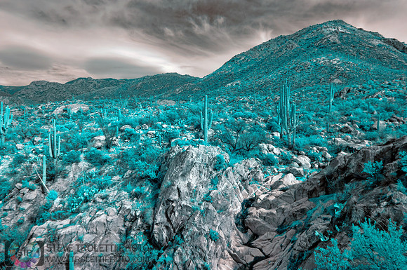Arizona Desert Landscape - IR