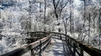 Passerelle - Northern Florida Nature Parks - IR