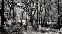 Northern Florida Nature Parks - IR
