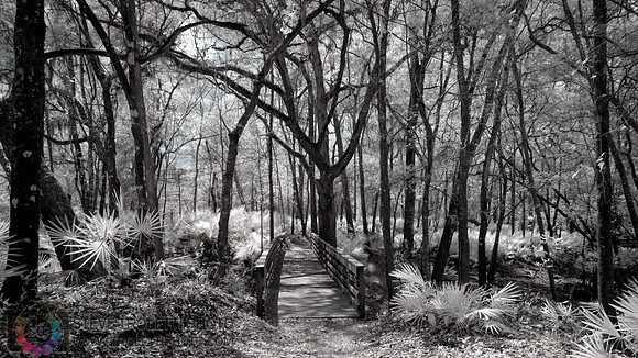 Northern Florida Nature Parks - IR