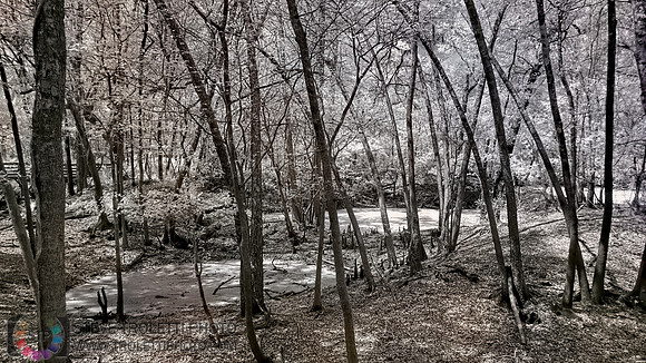 Northern Florida Nature Parks - IR