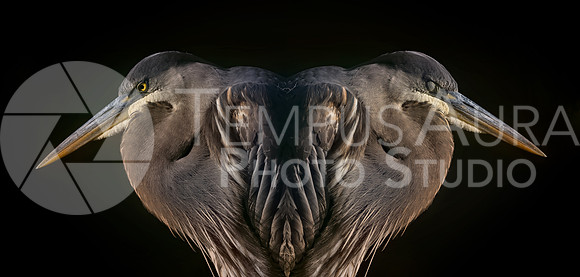 Grumpy and Sleepy the Great Blue Heron