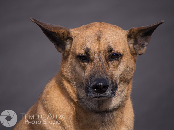 Outdoor Portraiture 2020