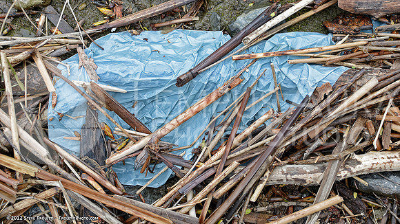 Trash Littering the banks of Montreal's Île-de-la-Visitation Nature Park