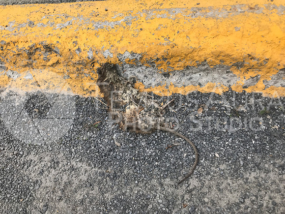 Dead and Living RATS are more and more common near school yards in Montreal