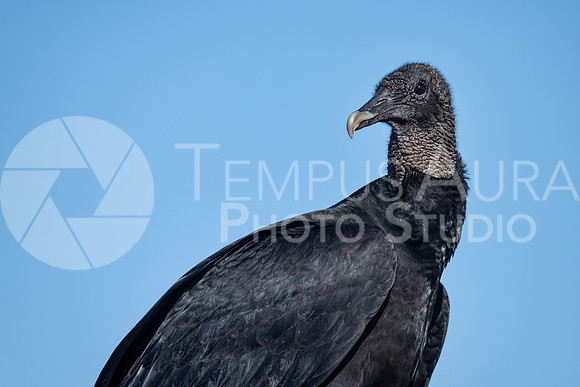 Black vulture