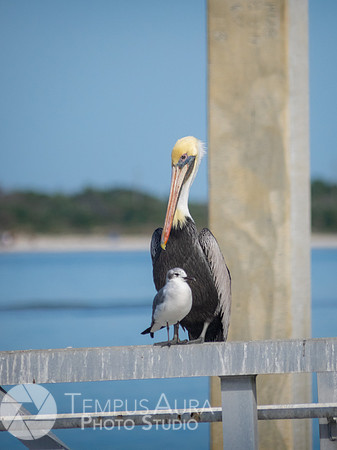 Pelican in nature