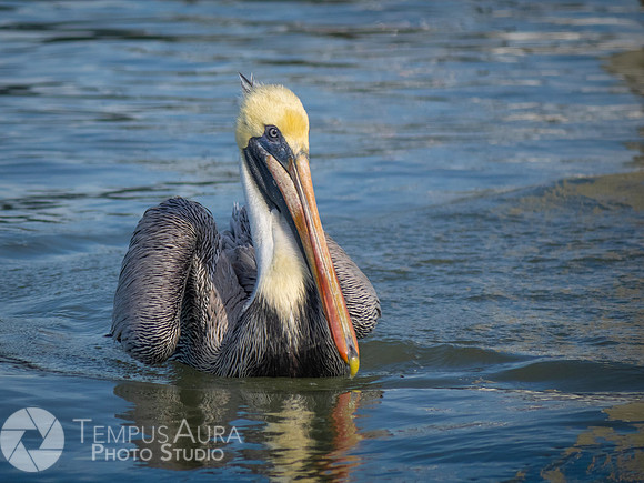 Pelican in nature