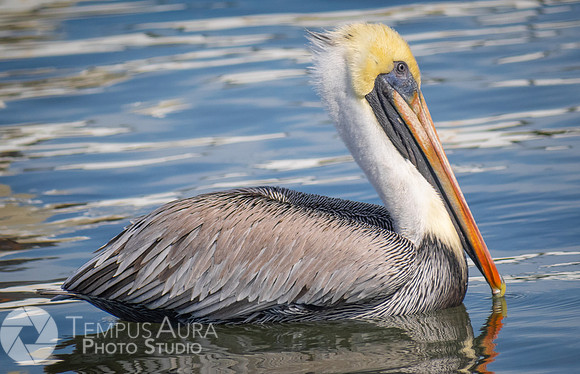 Pelican in nature