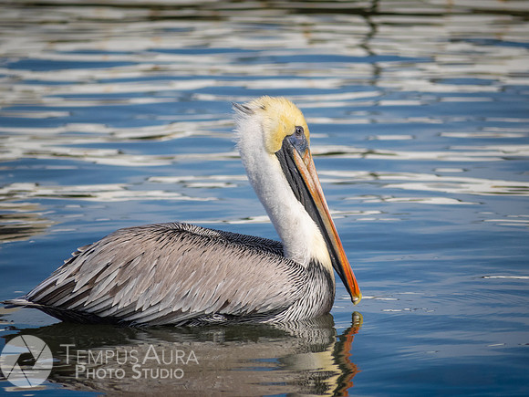 Pelican in nature
