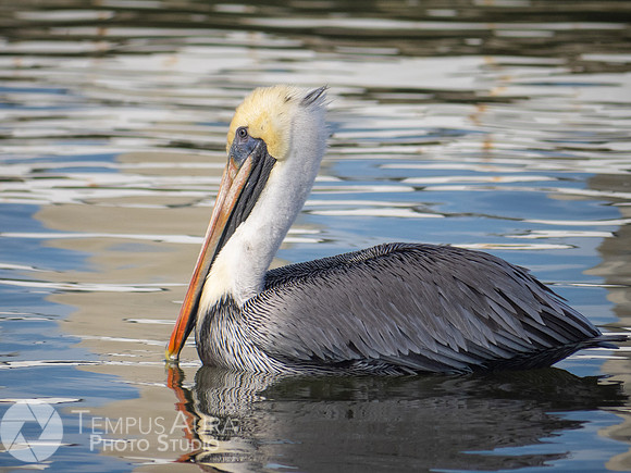 Pelican in nature