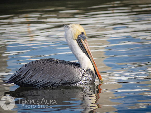 Pelican in nature