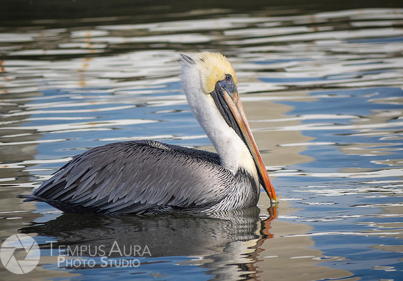 Pelican in nature