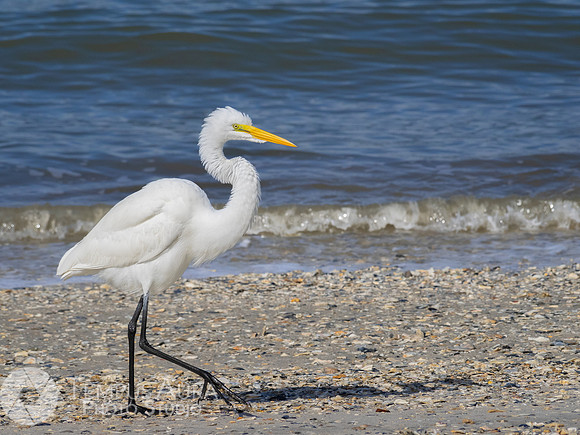 White Egret on Beach