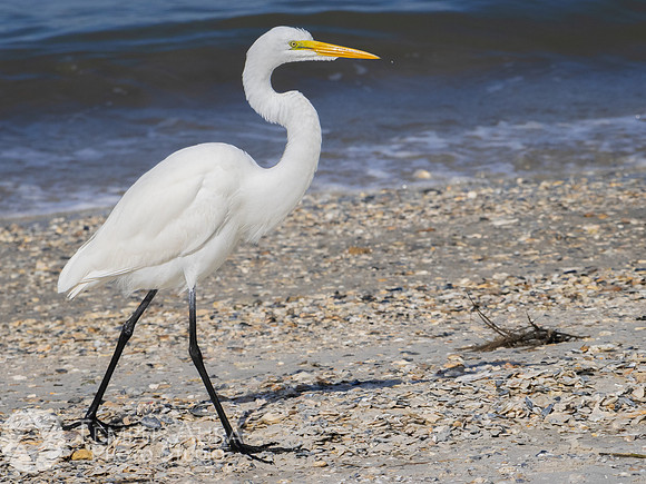 White Egret on Beach