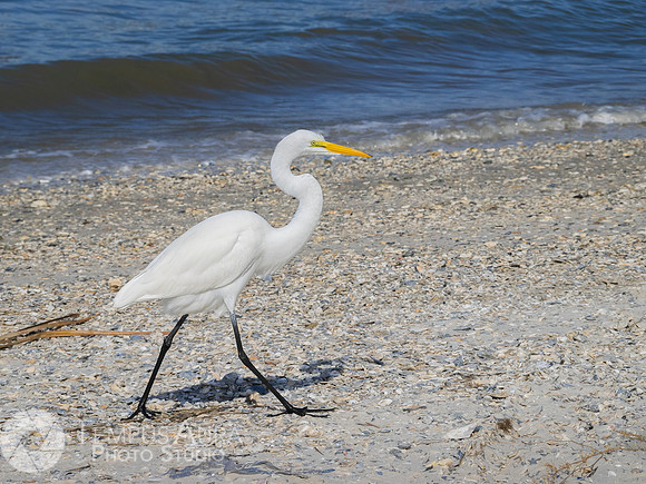 White Egret on Beach