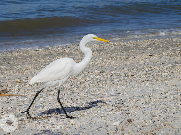 White Egret on Beach