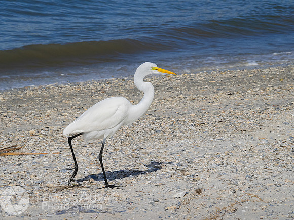 White Egret on Beach