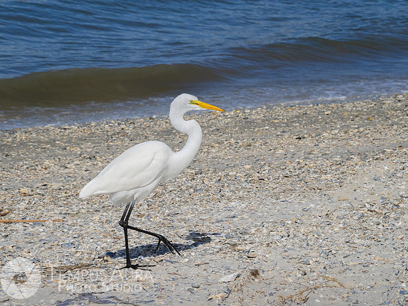 White Egret on Beach