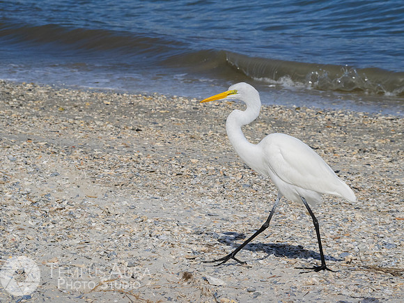 White Egret on Beach