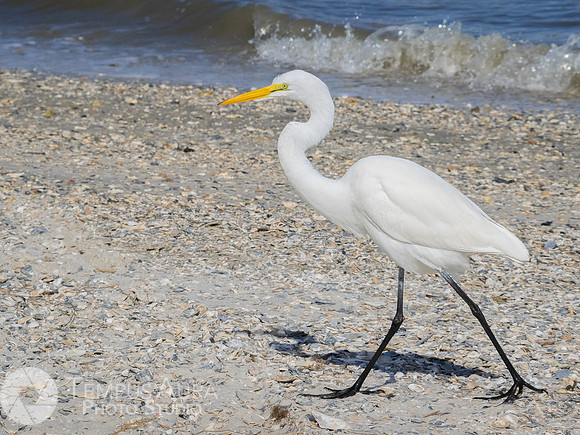 White Egret on Beach