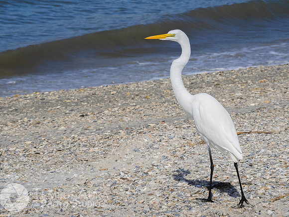 White Egret on Beach
