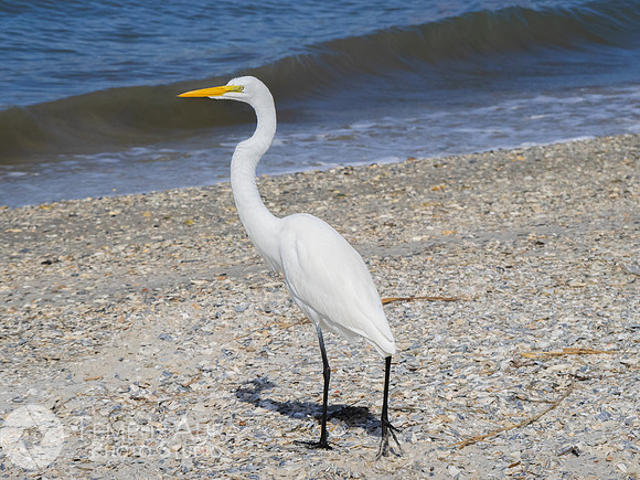 White Egret on Beach