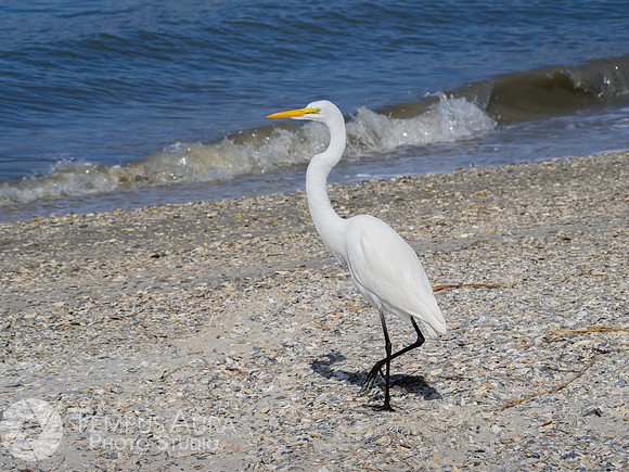 White Egret on Beach
