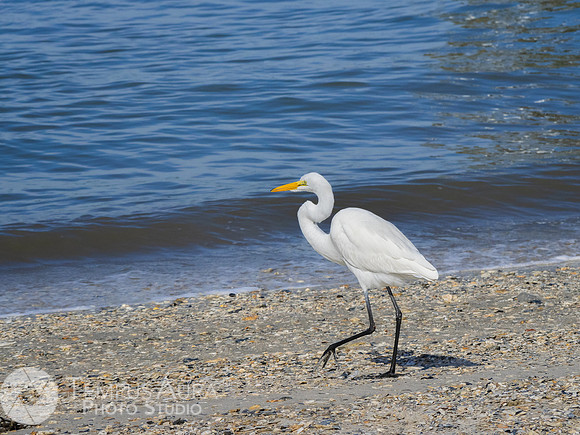 White Egret on Beach