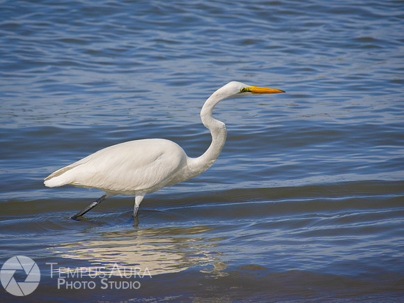 White Egret on Beach