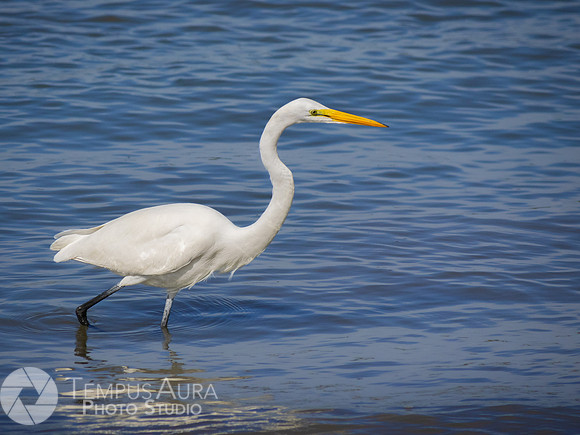 White Egret on Beach