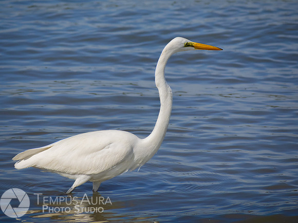 White Egret on Beach