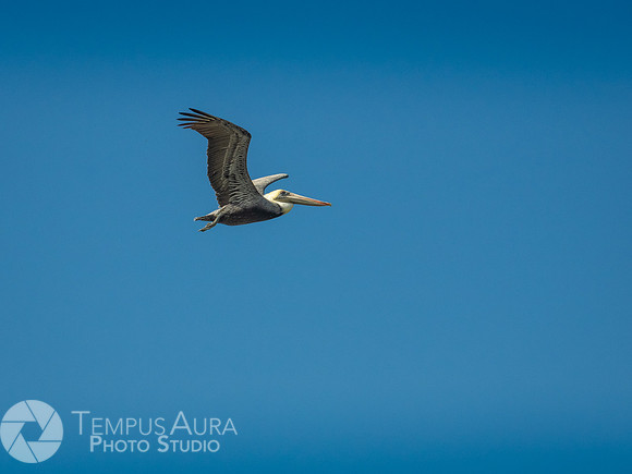 Pelican in nature