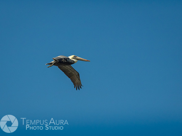 Pelican in nature