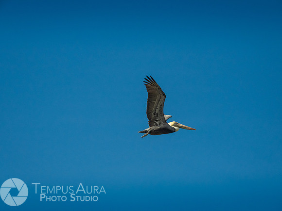 Pelican in nature