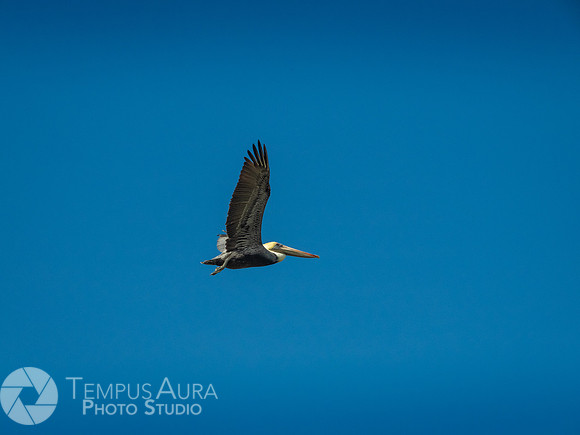 Pelican in nature
