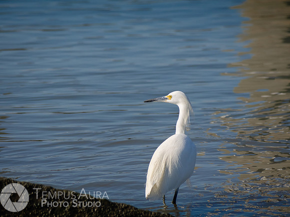 Snowy Egret on Beach